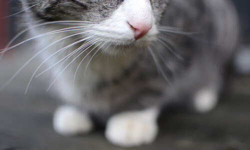 武切维奇施展空间魔法!上海客战击溃国王,他用存在感改写比赛维度